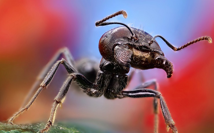 Как Мравката губи мотивация за работа