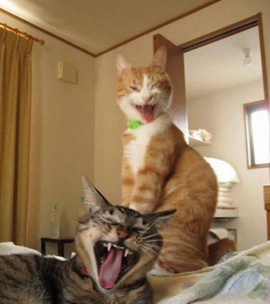 a.aaa-crazy-cats