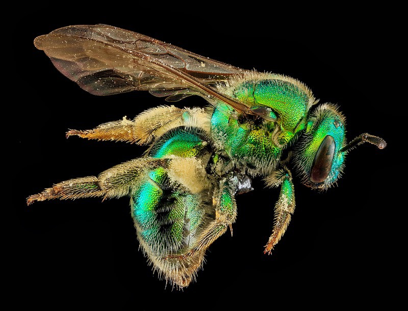 40Macro bee portraits by Sam Droege
