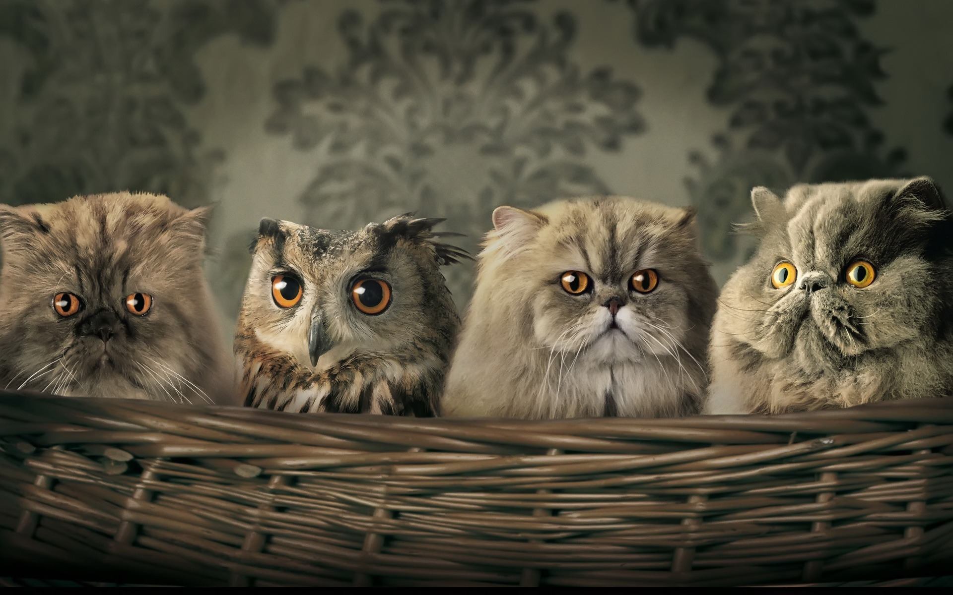 Funny-Cats-Wallpaper
