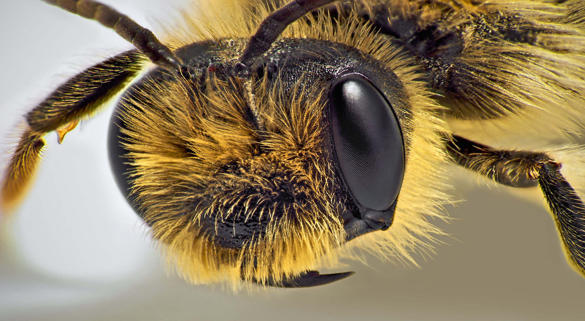 Вдъхновения: Пчелите и какъв знак са те в нашите сънища