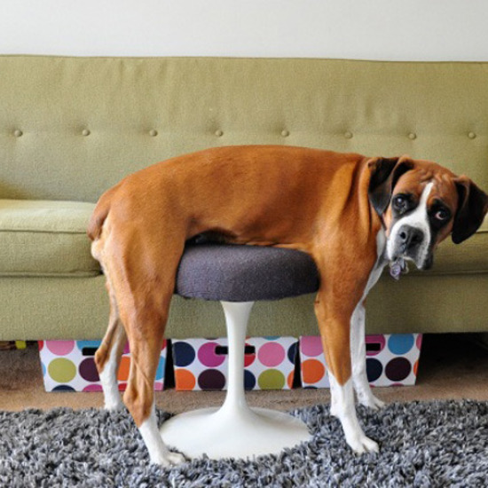 24 животински доказателства, че не използваме мебелите както трябва