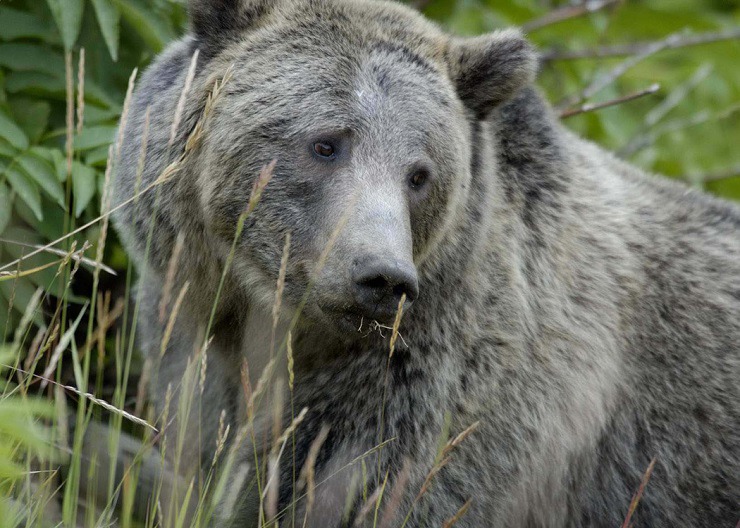  Grizzly Bear Yellowstone 