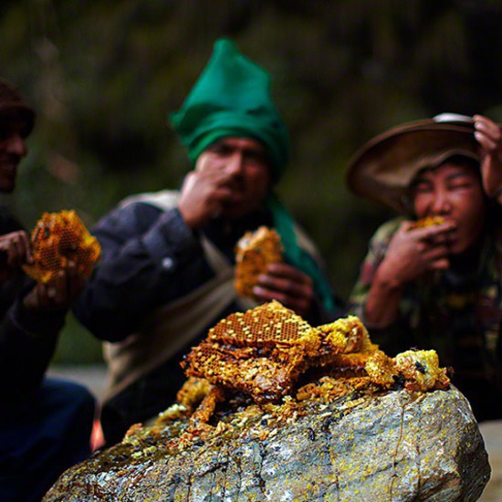 Ловци на див мед - хората Gurung 