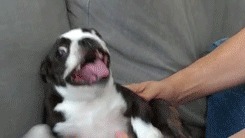 tickling-dog