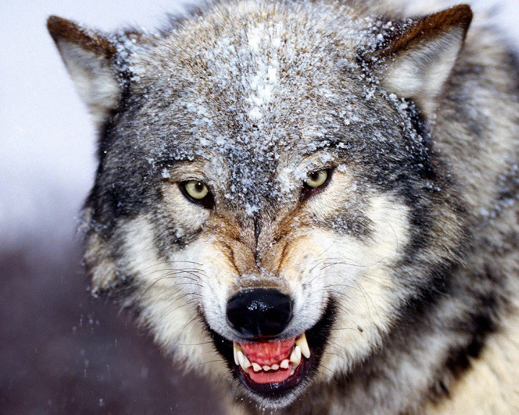Bared Teeth  Grey Wolf