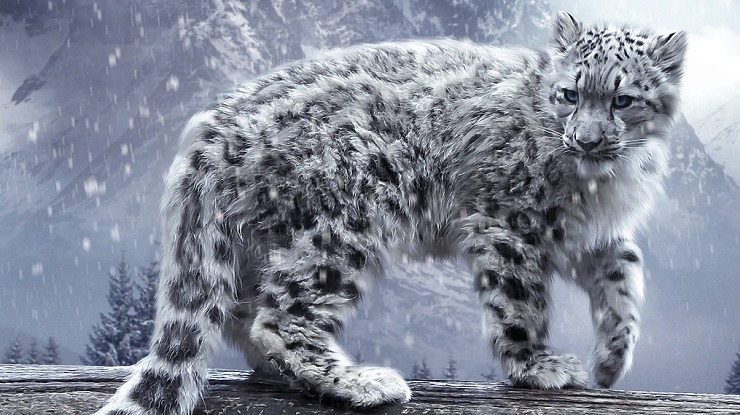 snow-leopard-hd-wallpaper-7