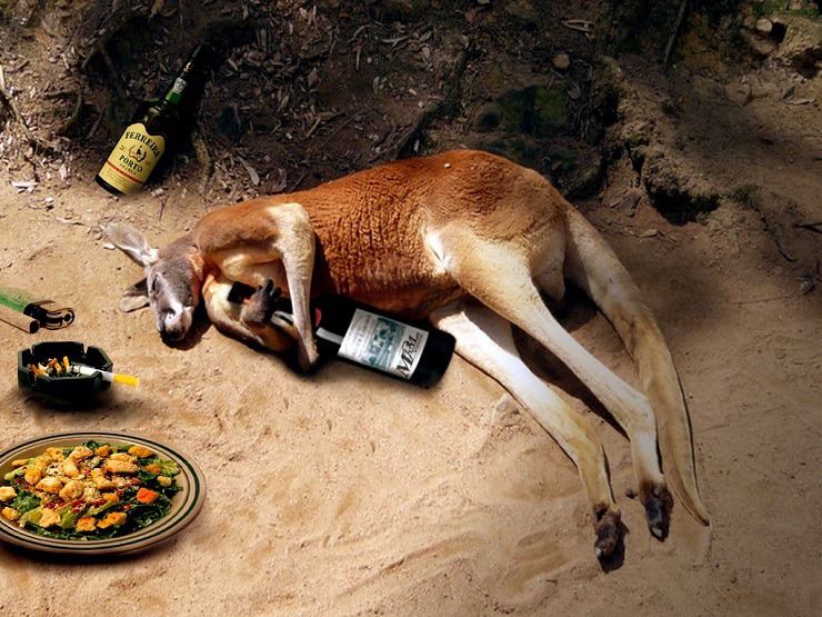 drunk-kangroo