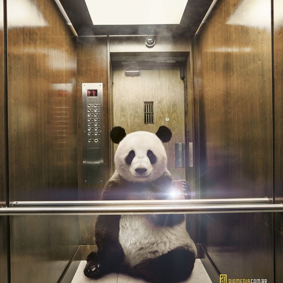 Животни в selfies изображения за National Geographic Ad