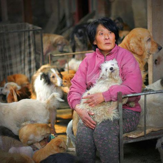 Жената, която пропътува 1500 мили, за да спаси 100 кучета от ужасяващия Dog-Meat Festival