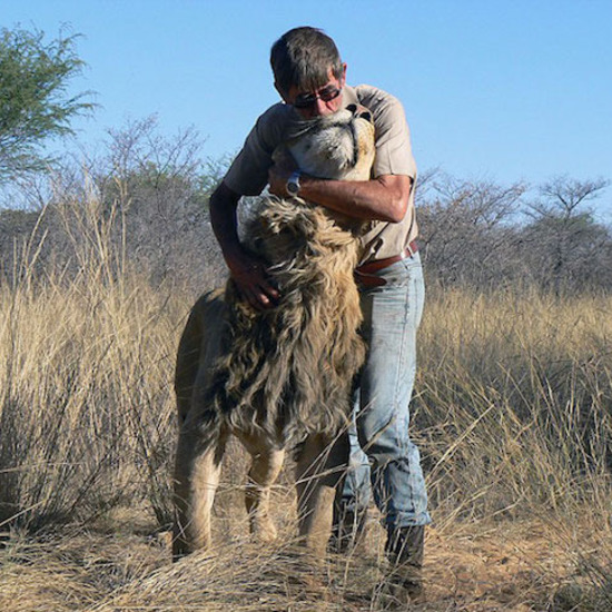 11-годишното приятелство между един мъж и един лъв 