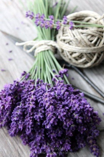  12lavender 