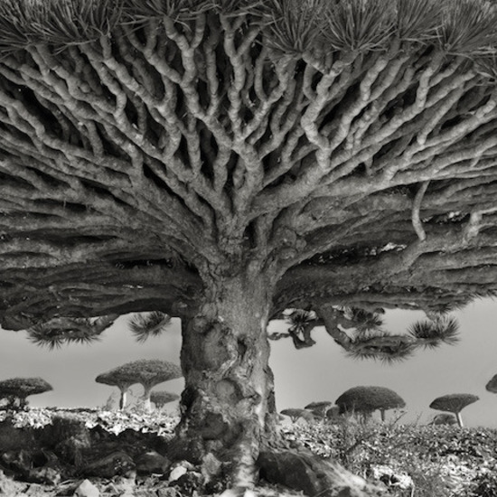 Фотографски алманах на най-старите дървета в света