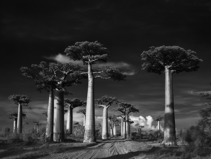  bethmoon2avenueofthebaobabs 