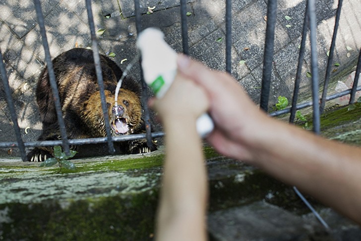 Скръбта и униженията на животните в зоопарковете по света