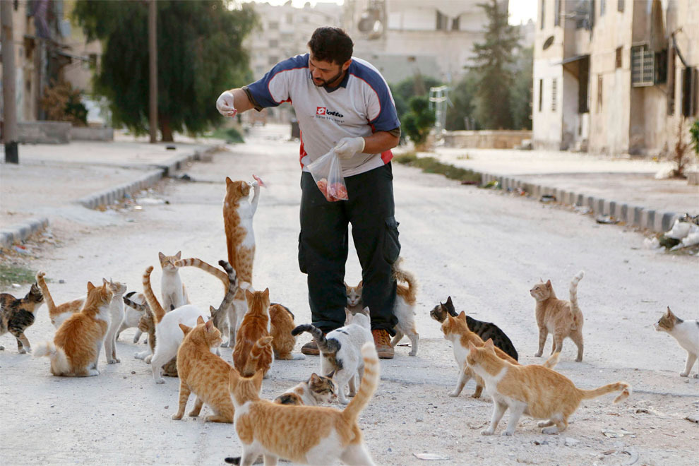 Сирия и човекът, който храни бездомните котки ВСЕКИ ДЕН