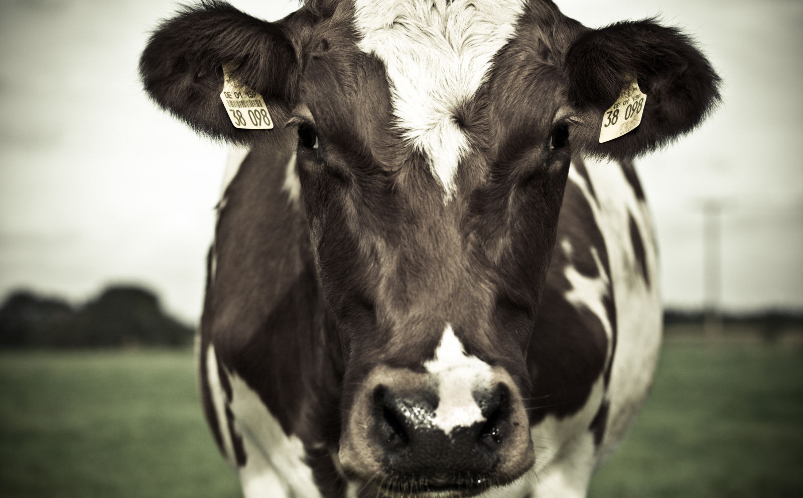  modern-meadow-bifab-leather 