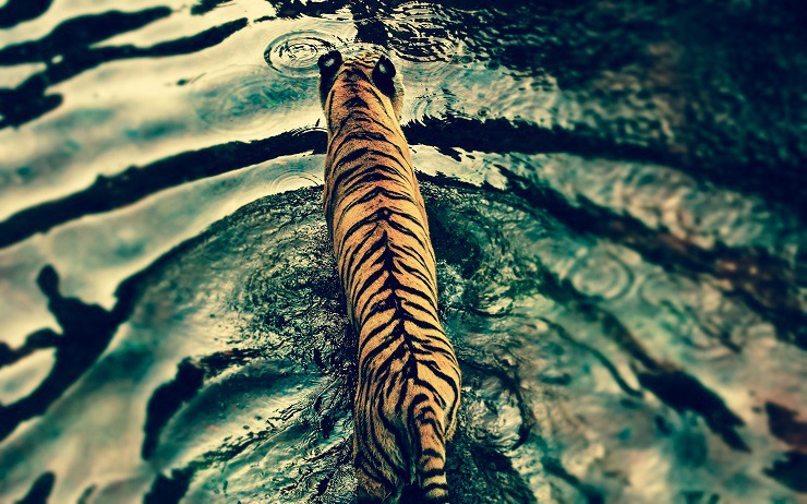 tiger in disneys animal kingdom-wide