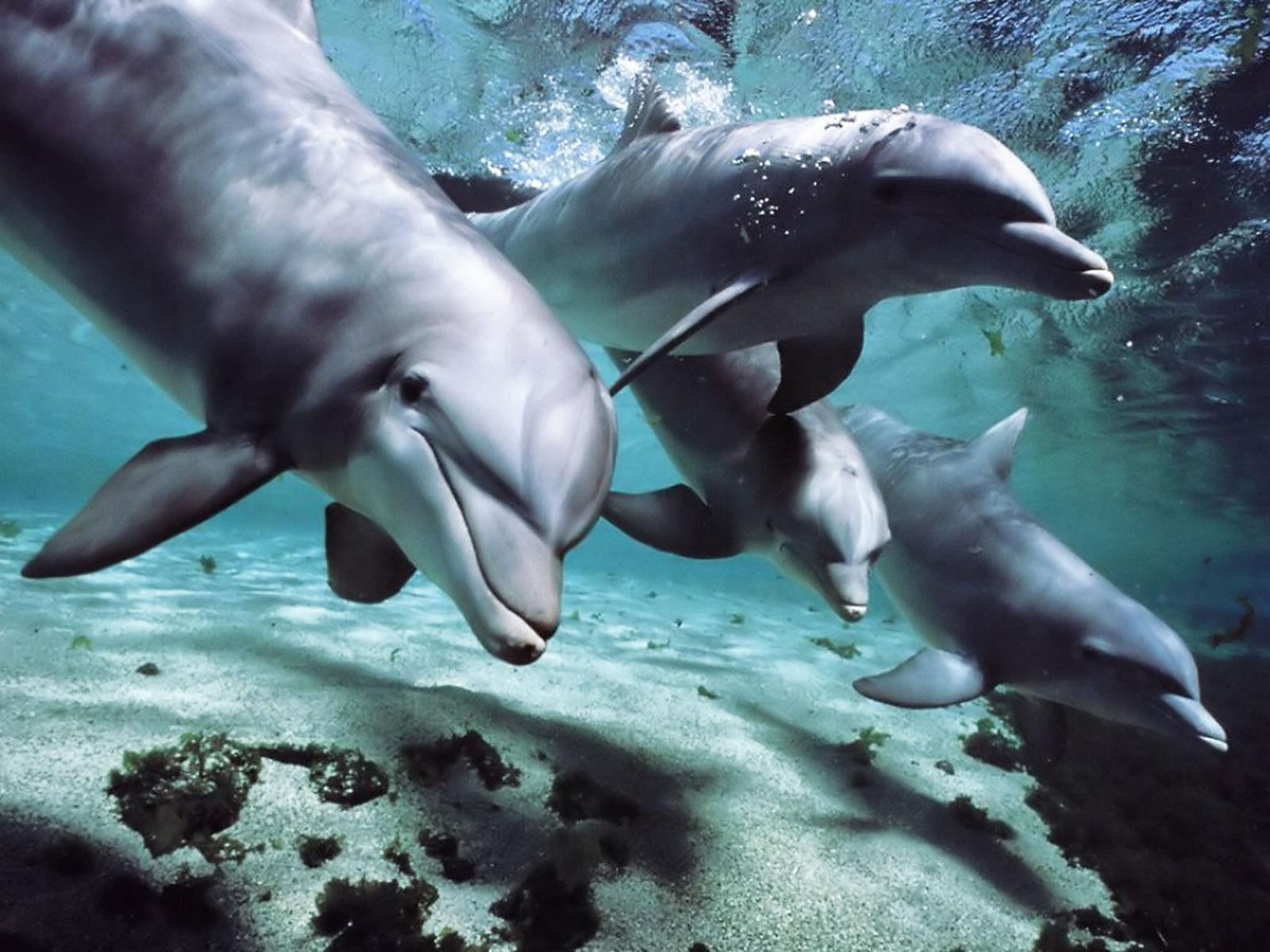 Dolphins-talk-language