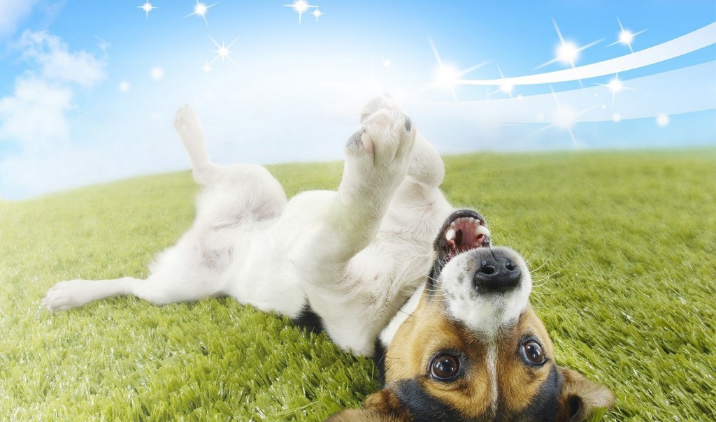  dogs-playing-wallpapers-1024x640 