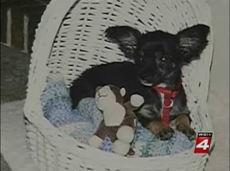  a96875 a541 3-chihuaha-wind 