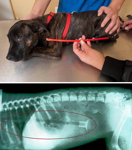  a96875 a541 2-swallow-arror2 