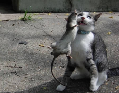  a96875 a541 5-fire-mice 