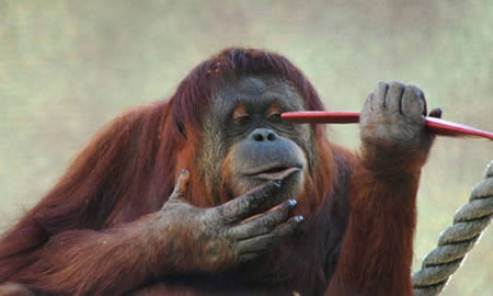 a96875 a541 9-orangutan