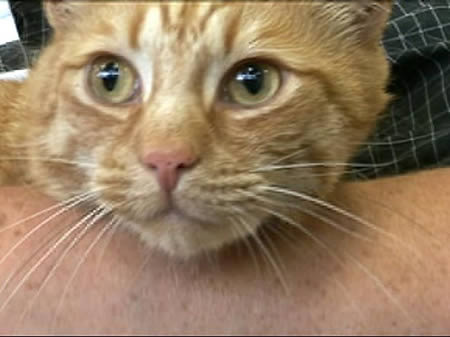  a96875 a541 10-missing-cat 