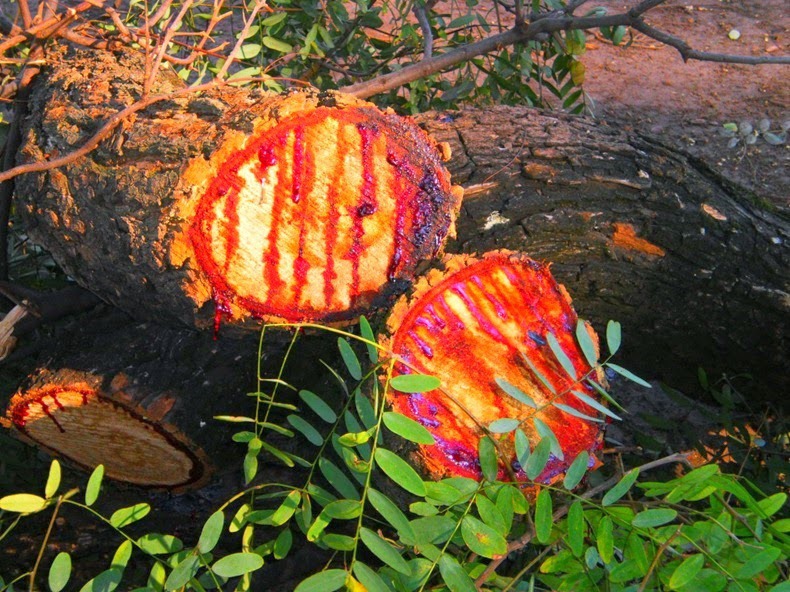  Fascinating-Bloodwood-Tree-in-Southern-Africa-4 