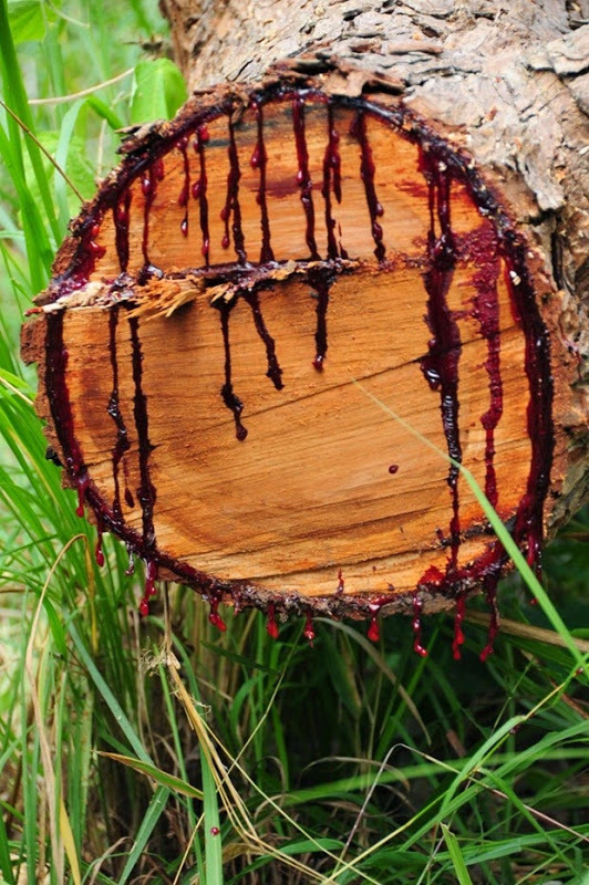 Fascinating-Bloodwood-Tree-in-Southern-Africa-2