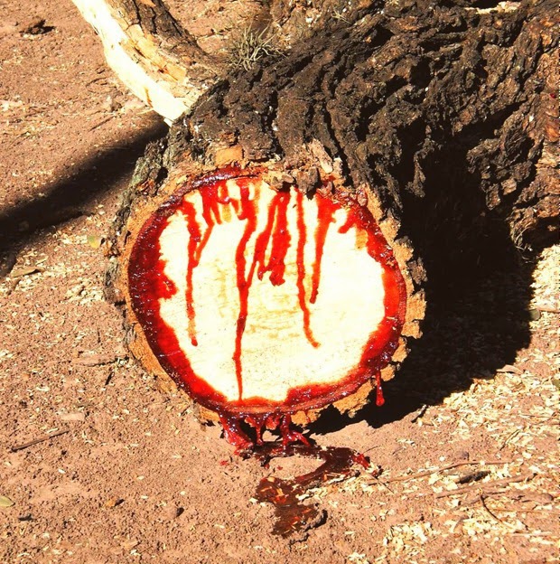  Fascinating-Bloodwood-Tree-in-Southern-Africa 