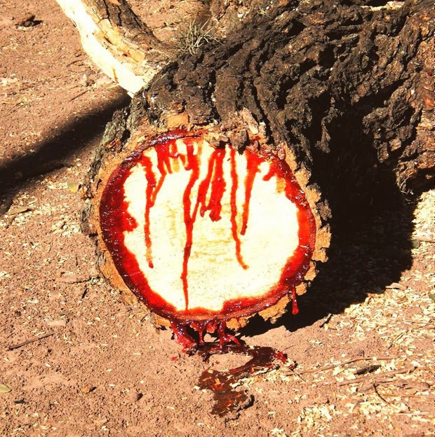 Fascinating-Bloodwood-Tree-in-Southern-Africa