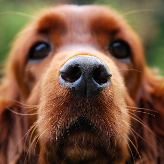 3 изненадващи начина, по които кучетата подобряват живота ни