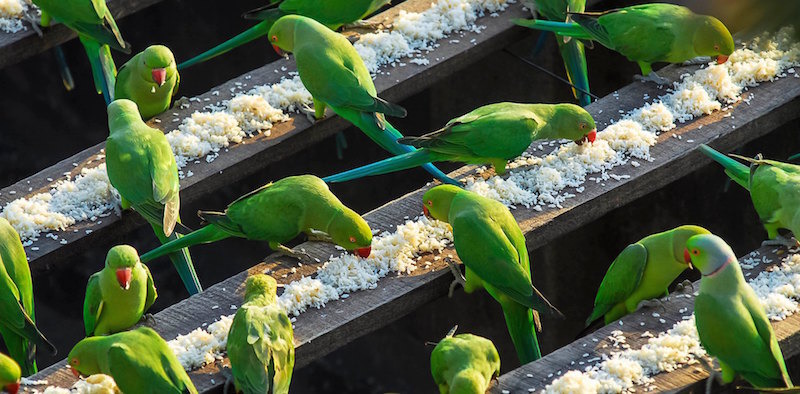  birdman ot lyubov kam papagalite 5 