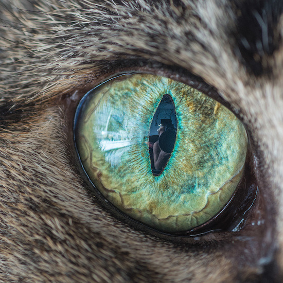 В окото на котката