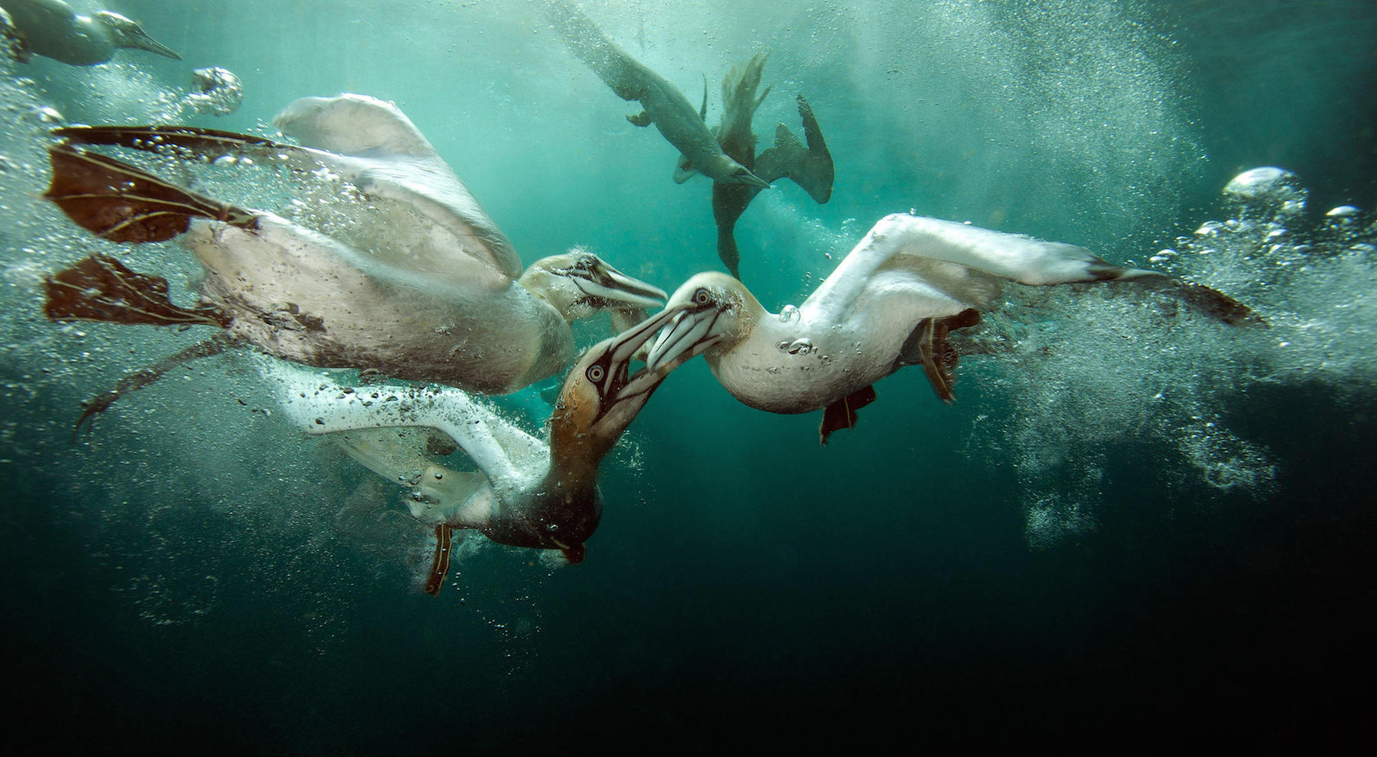 Защо морските птици ядат пластмаса