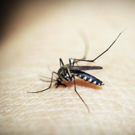 Естествени и тежки алергични реакции при ужилване или ухапване от насекоми при децата ♥ От Мамапедия