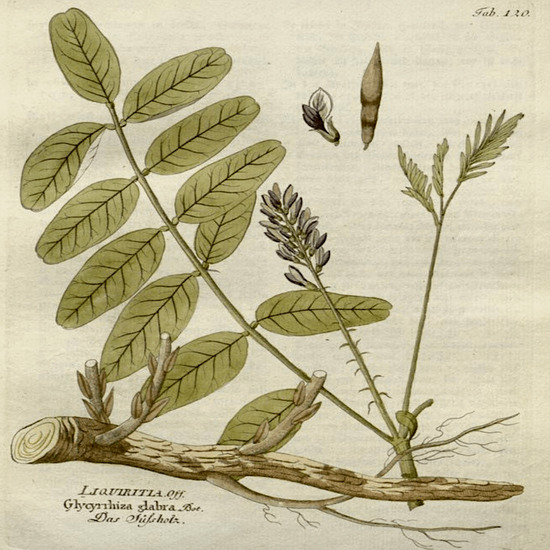 В женското биле се крие спасението ни ♥ Лечителят медиум